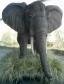 Elefant Nachbildung 230cm