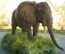Elefant 230cm 